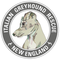italian greyhound mass